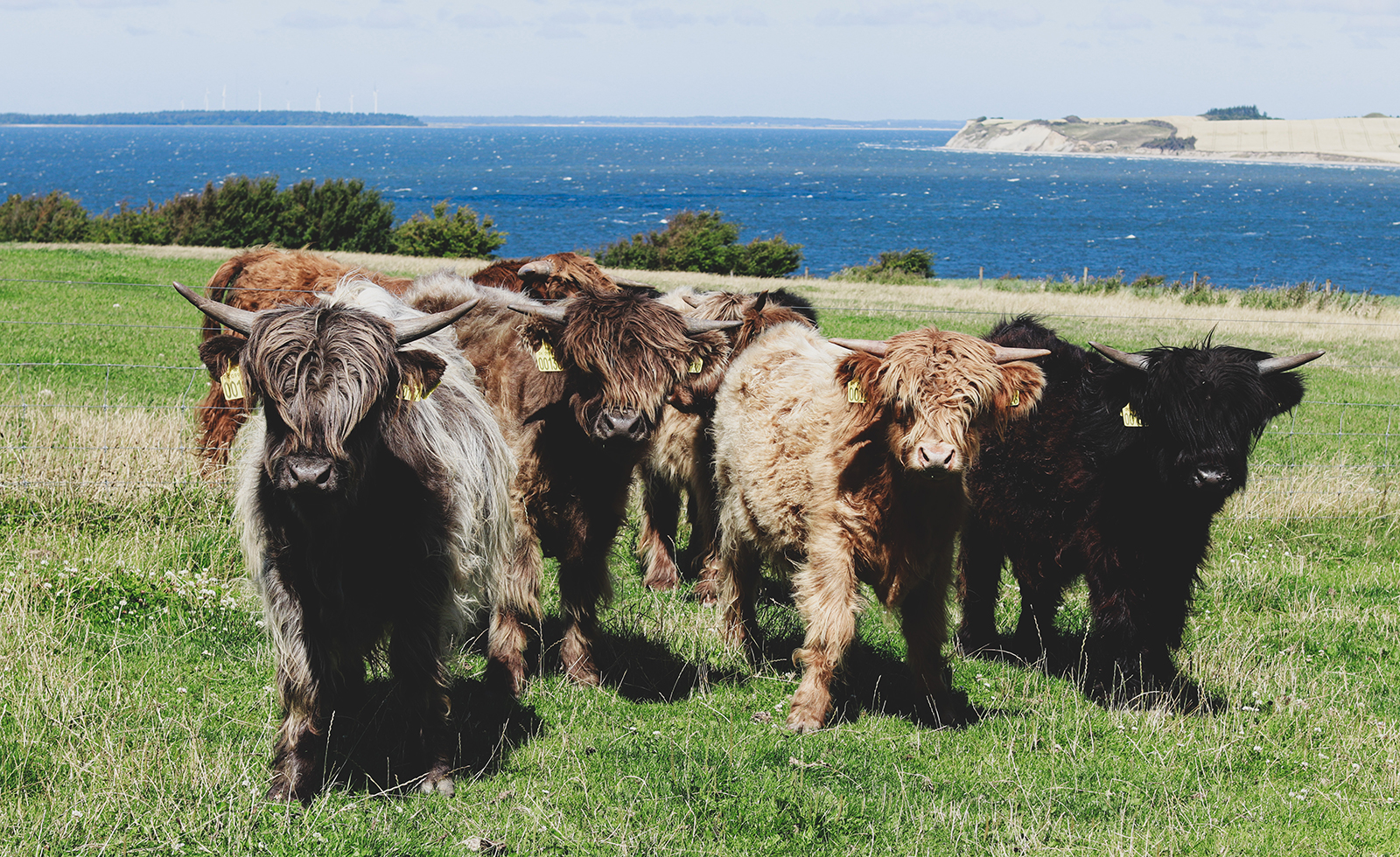 Highland kvæg på græsmark ved havet